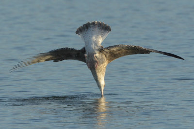 Herring Gull