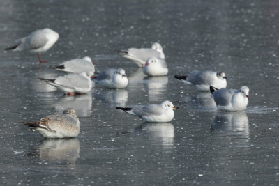 Gulls misc.