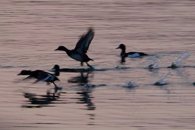 Tufted Duck - In Flight