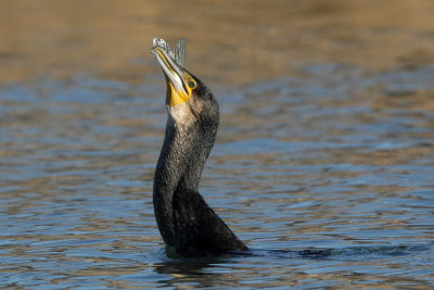 Cormorant