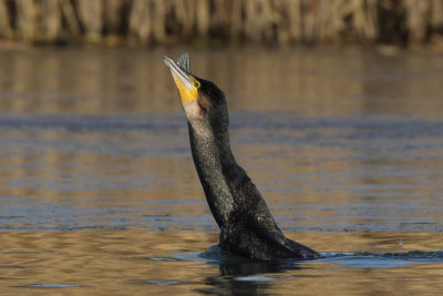 Cormorant - Diving & Fishing