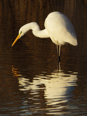 Great Egret - Fishing