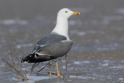 Yellow-legged Gull - Portrait