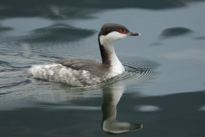 Horned Grebe