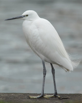 Little egret