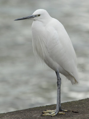 Little egret