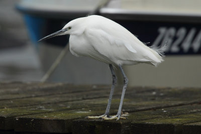 Little egret