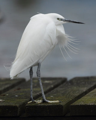 Little egret