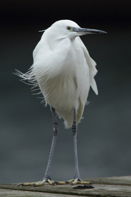 Little Egret - Portrait