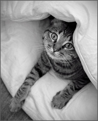 tent kitty
