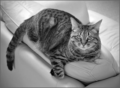 bonnie at 3 yr.