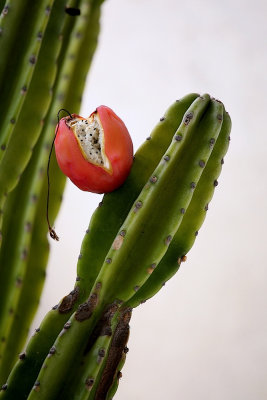 Cactus Garden