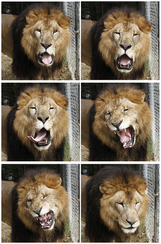 fur yawn.jpg