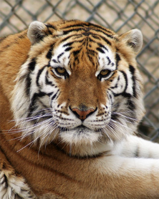 IMG_2880a 8x10katie.jpg