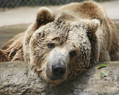 IMG_3530a 8x10 yo.jpg