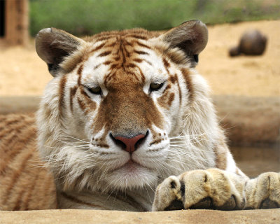 IMG_3541a 8x10rav.jpg