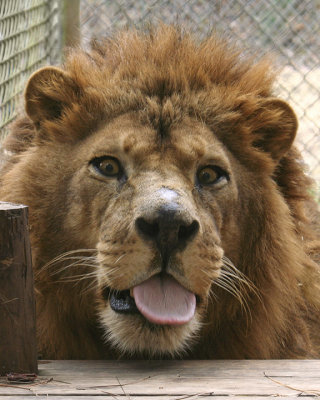 IMG_1981a 8x10 boris.jpg