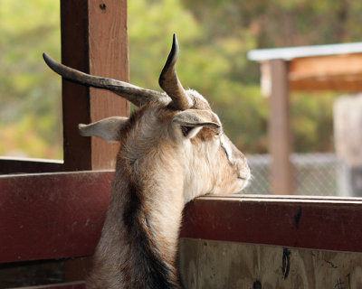 IMG_1129a 8x10 a goat.jpg