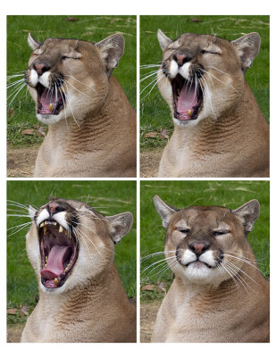 dakota yawn.jpg