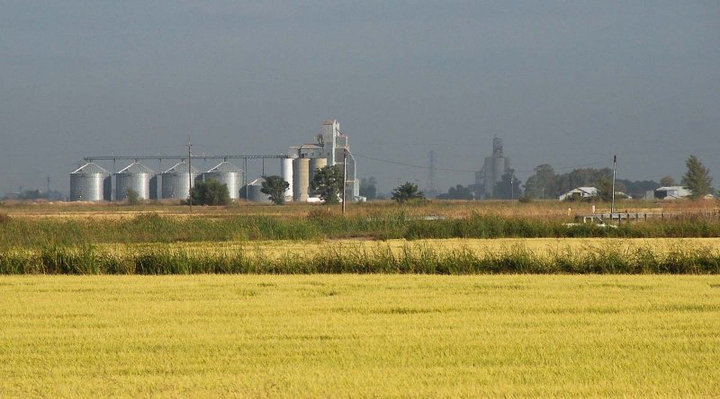 Farming landscape at Williams, California