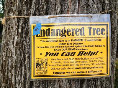 Endangered elm