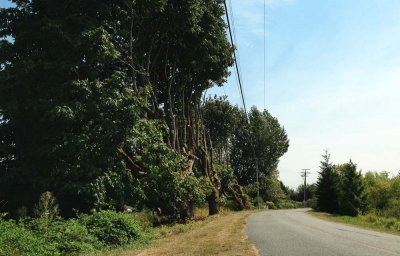 Pruned for the power line