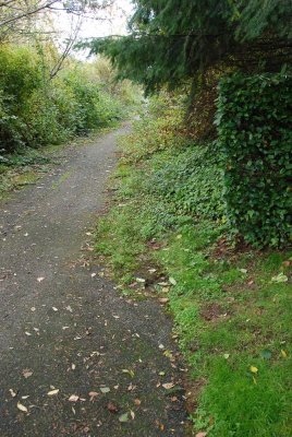 Looking south at west side overgrowth