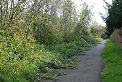 Looking south at berry vines