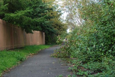 Bush encraoching half-way across the trail
