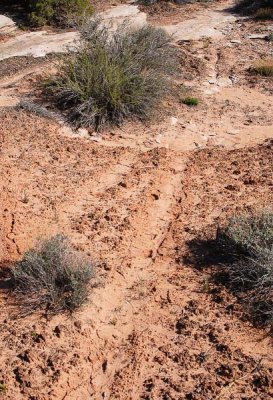 Cryptobiotic crust damaged by motorcycles