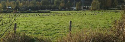 Hundreds of geese