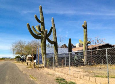 World-record-size cacti?