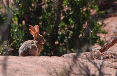 Big ears... 20140524_5502