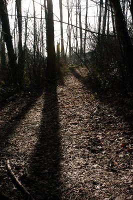 Shadows on path