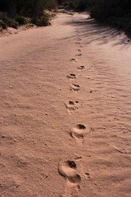 Older footprints