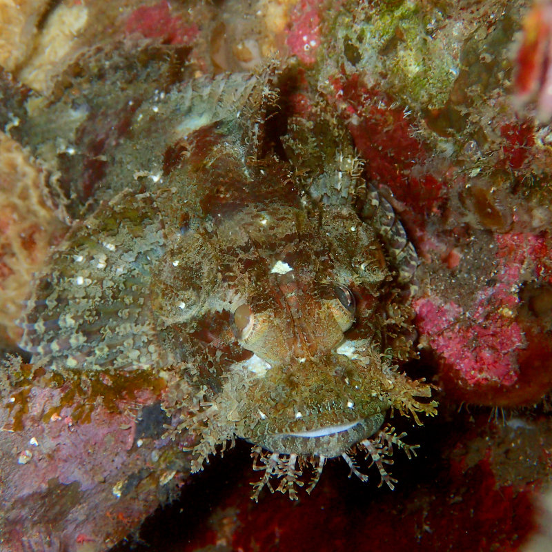 Painted Scorpionfish .jpg