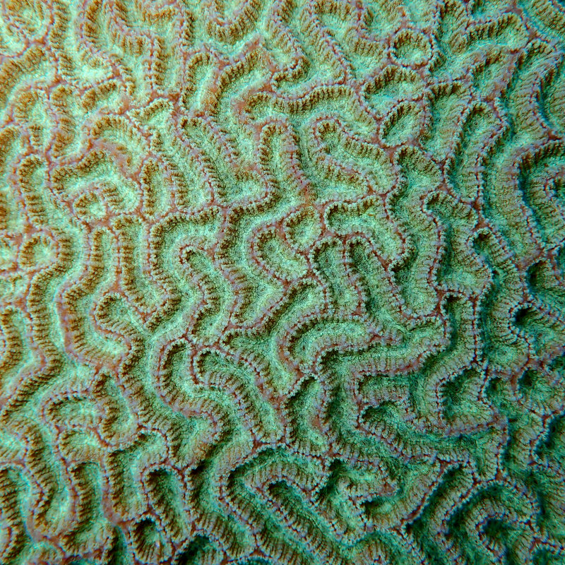 Brain Coral .jpg
