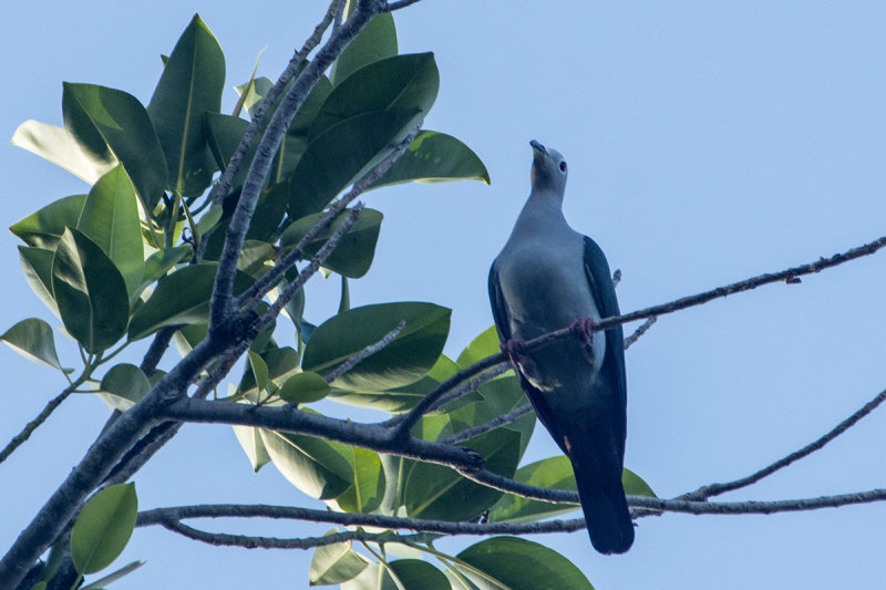 Torresian Imperial Pigeon .jpg