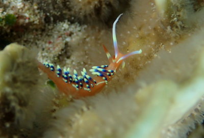 Long Tail Flabellina.JPG