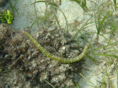 Yellow Spotted Pipefish.JPG