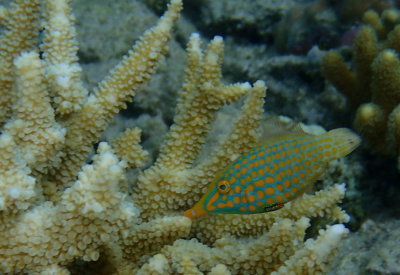 Longnose Filefish.JPG