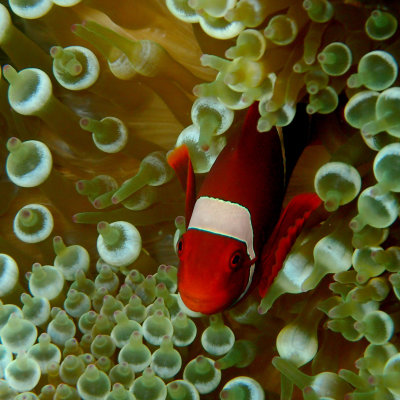 Spinecheek Anemonefish.JPG