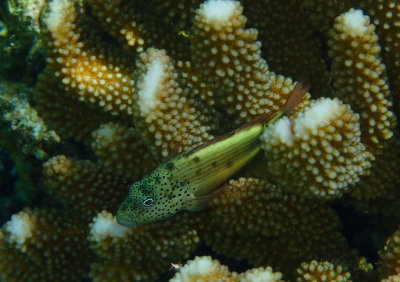 Freckled Hawkfish .jpg