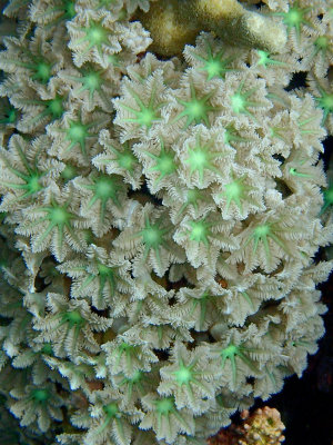Fern Soft Coral.jpg