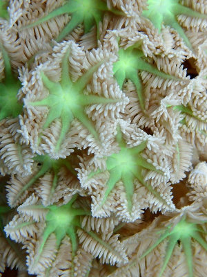 Fern Soft Coral .jpg