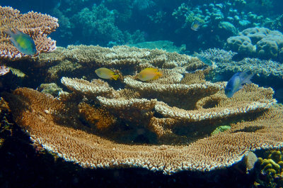 Tiered Table Coral .jpg
