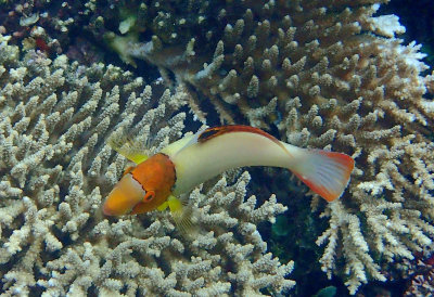 Bicolor Parrotfish.jpg