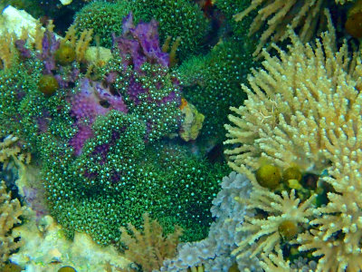 Reef .jpg