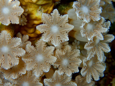 Fern Soft Coral.jpg