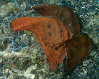 Juvenile Spadefish .jpg